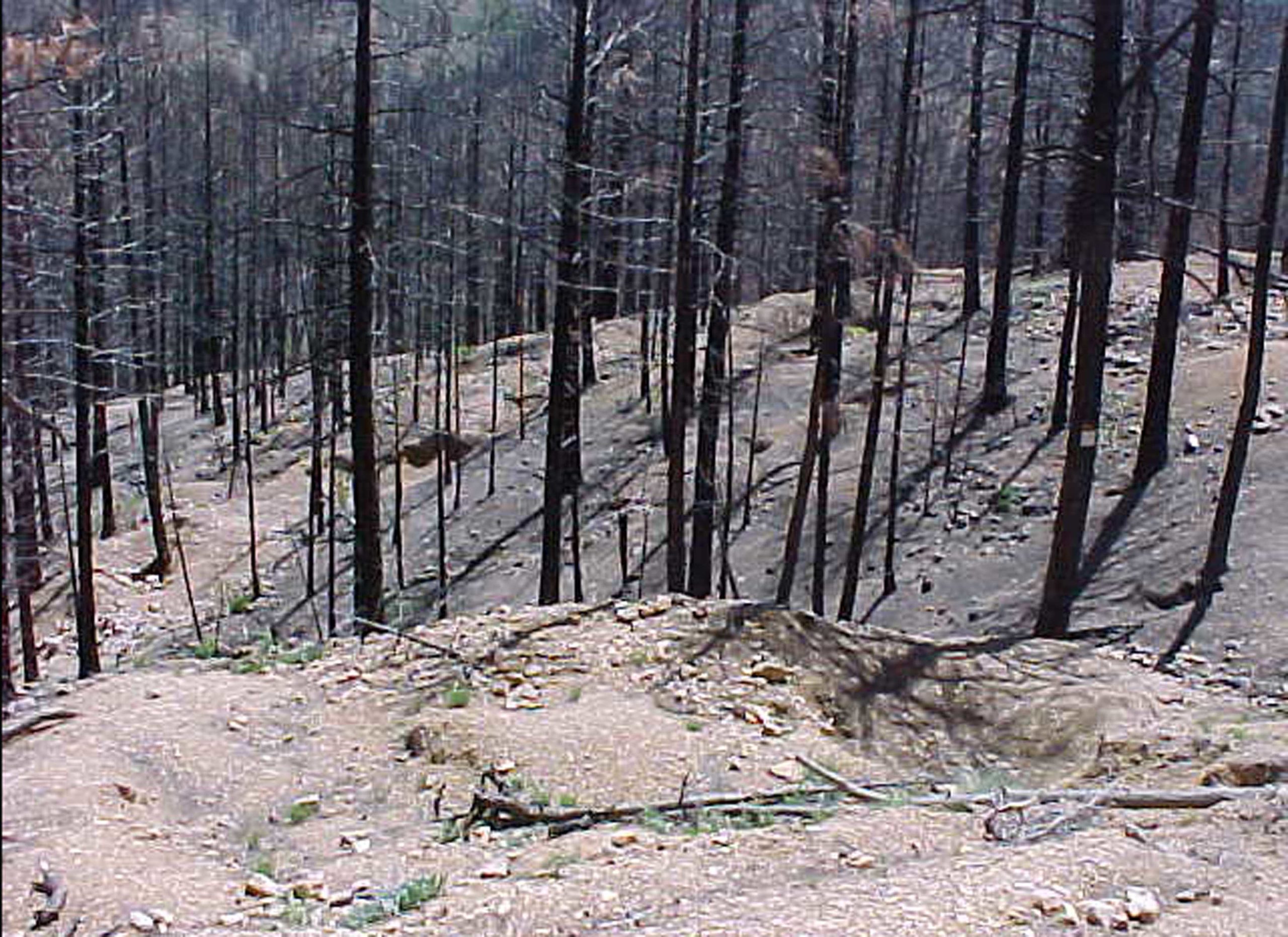 BurnedSHSiteC