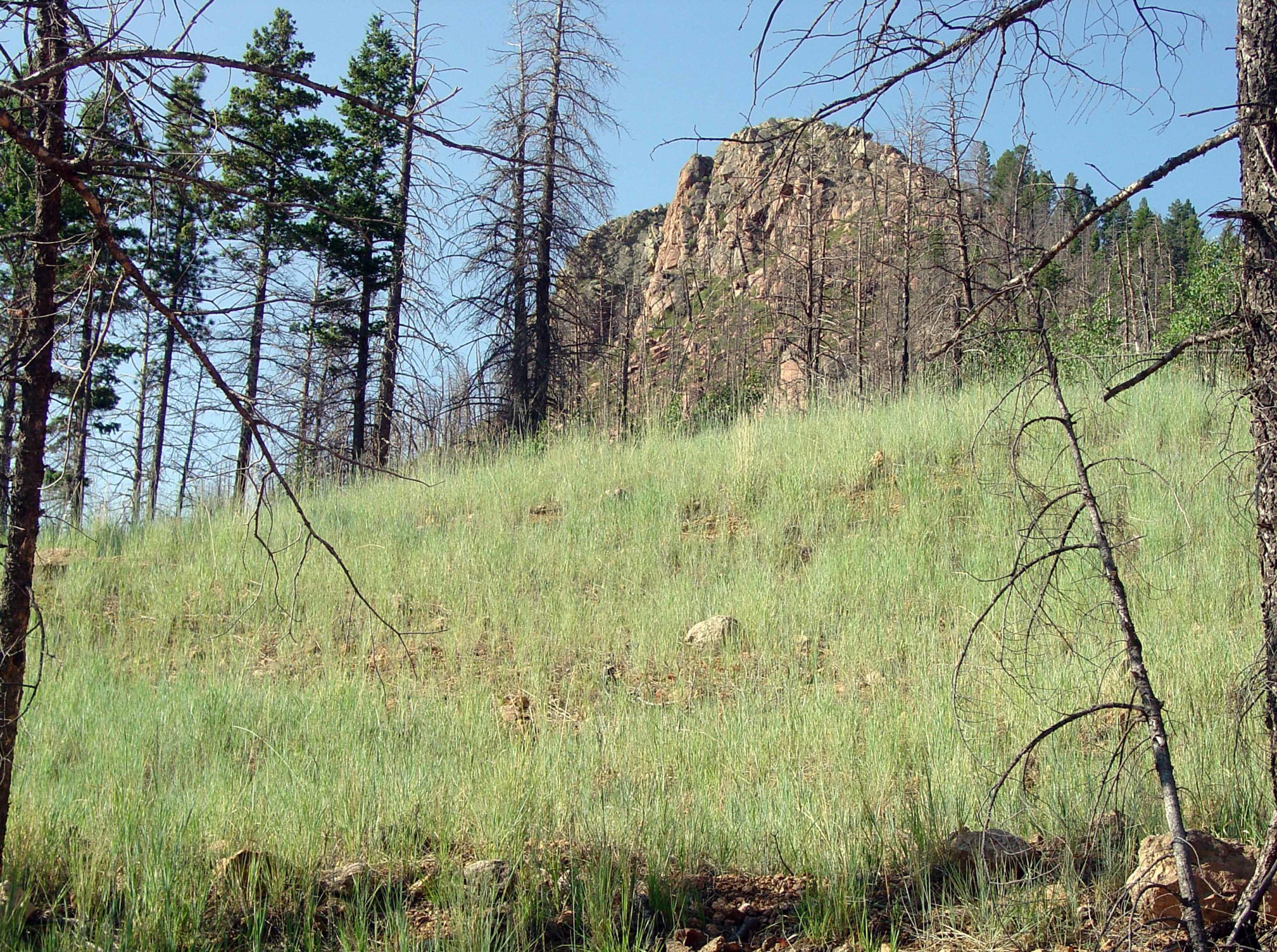 RelcaimOldManRock